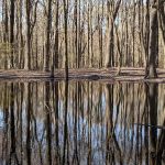 Arden Heights Woods