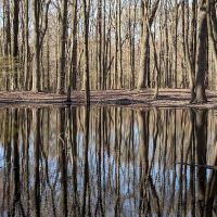 Arden Heights Woods ico