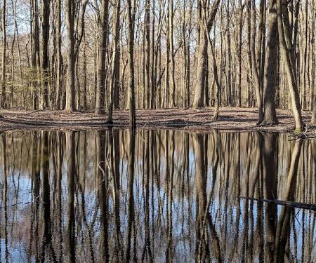 Arden Heights Woods