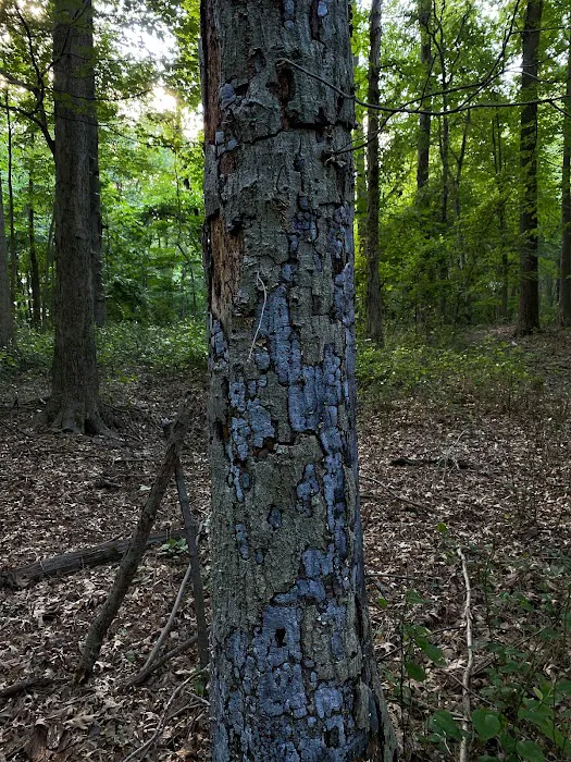 Arden Heights Woods Picture 7