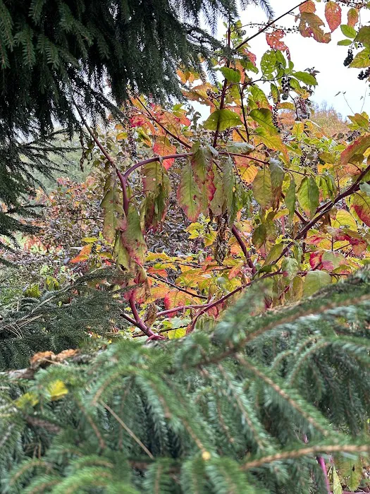 Chatfield Garden Picture 6