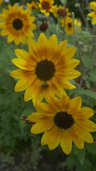 Chatfield Garden Picture 5