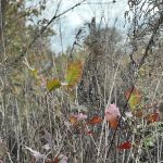 Chatfield Garden