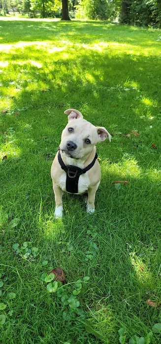 Dog Park Picture 6