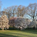 Magnolia Grove