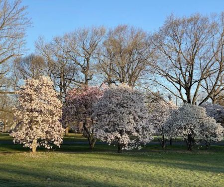 Magnolia Grove