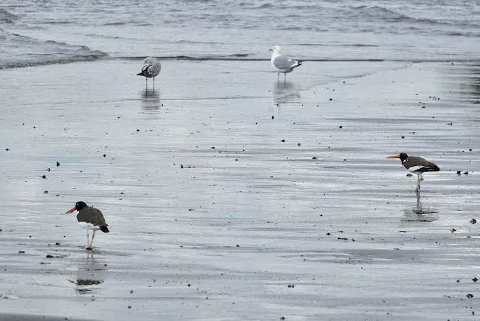 Crescent Beach Park Picture 4