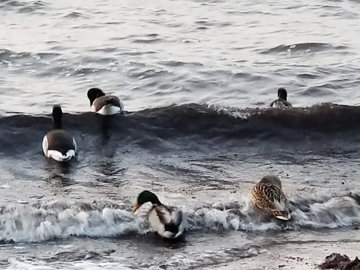 Crescent Beach Park Picture 9
