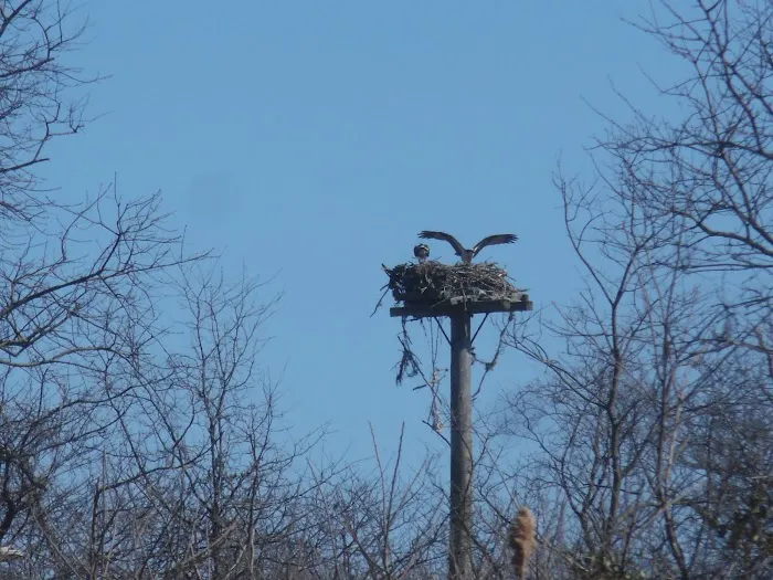 Osprey Platform Picture 3