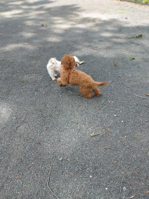 Essex County Branch Brook Park Dog Park Picture 3
