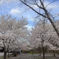 Branch Brook Park ico