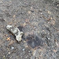 Dog park ico
