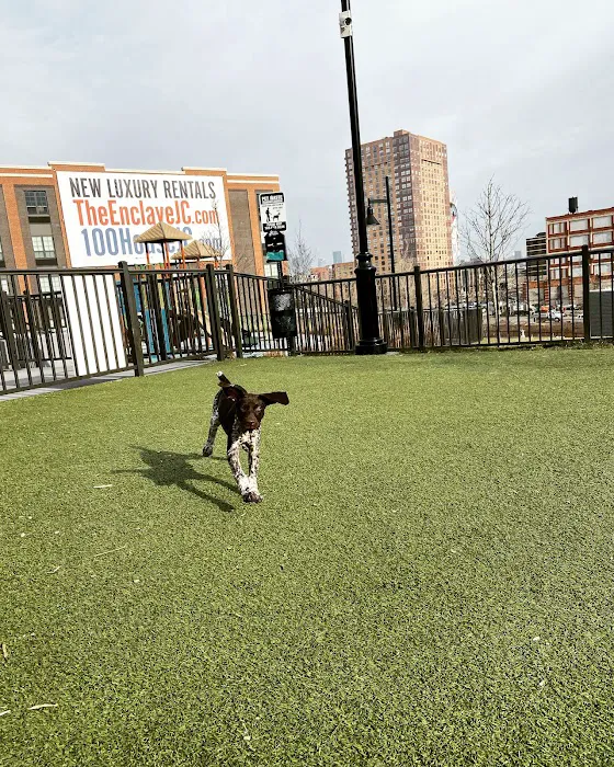 Dog park Picture 5