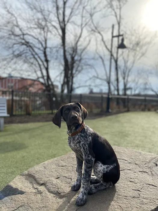 Dog park Picture 6