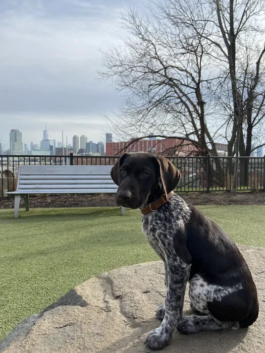Dog park Picture 7