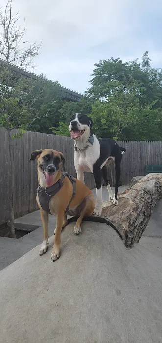 Dog Park Picture 3