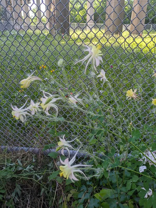 NewOrk Avenue Garden Picture 1