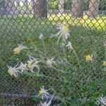 NewOrk Avenue Garden