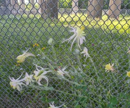NewOrk Avenue Garden