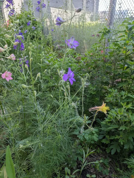 NewOrk Avenue Garden Picture 5