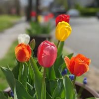 Bergen Hill Park ico