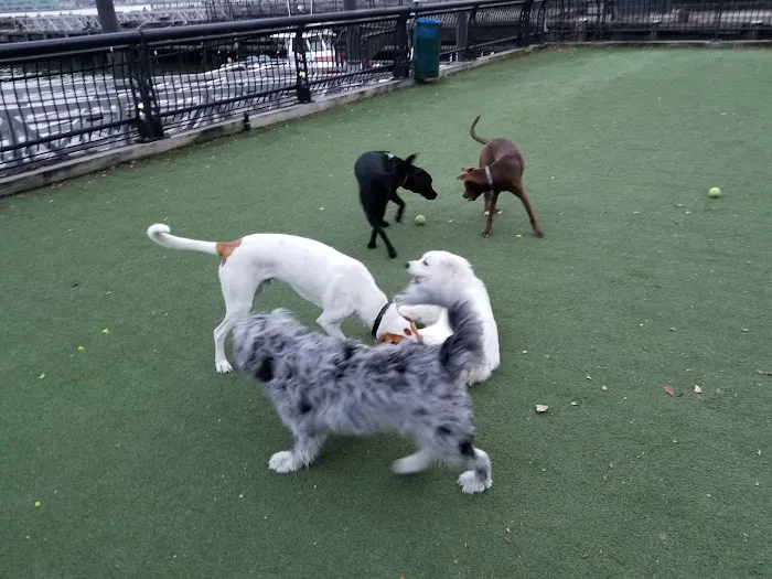 Dog Run Picture 1