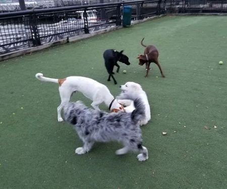 Dog Run