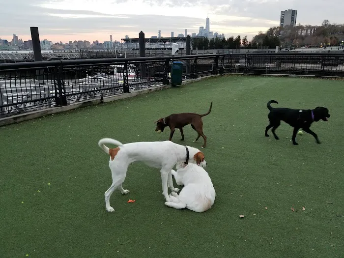 Dog Run Picture 2