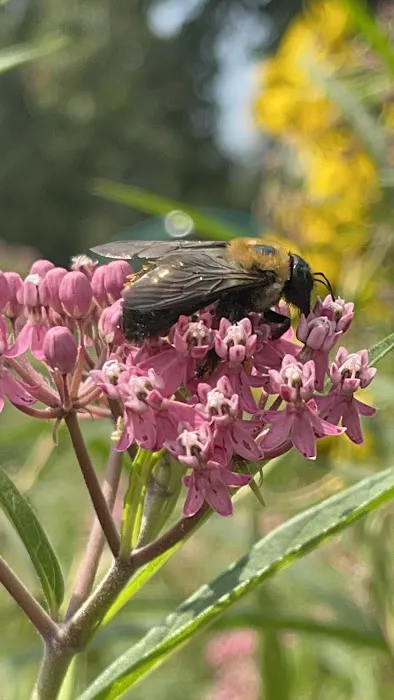 Butterfly Garden Picture 1
