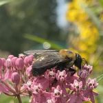 Butterfly Garden