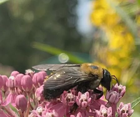 Butterfly Garden
