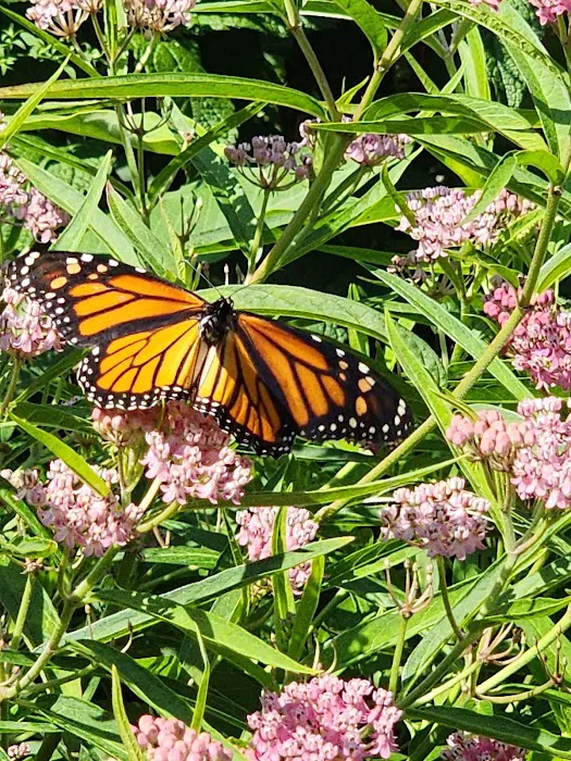 Butterfly Garden Picture 9