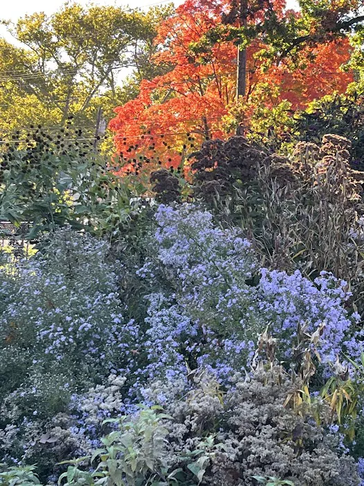 Butterfly Garden Picture 2