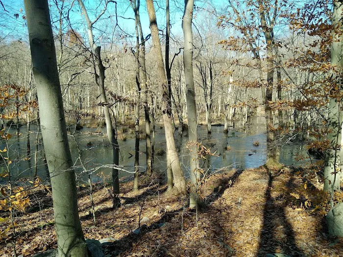 Sasso Tract / Beaver Brook Picture 5