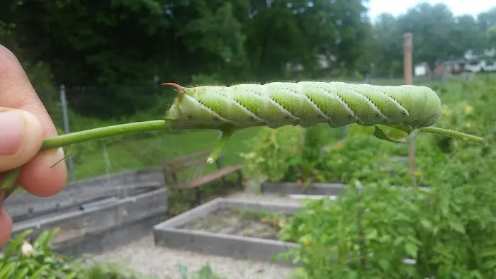 Pequannock Township Community Garden Picture 1