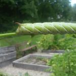 Pequannock Township Community Garden