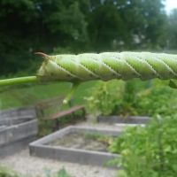 Pequannock Township Community Garden ico