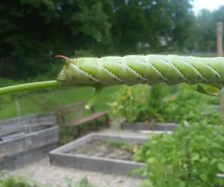 Pequannock Township Community Garden