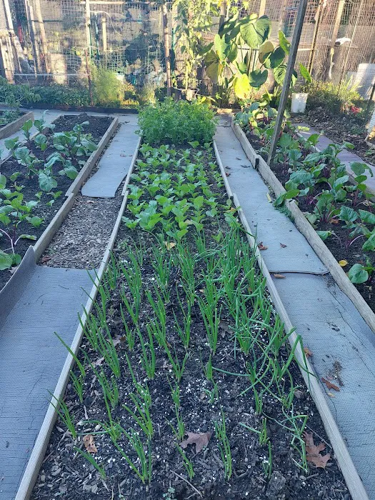 Denville Community Gardens Picture 7