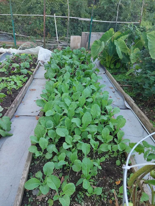 Denville Community Gardens Picture 6
