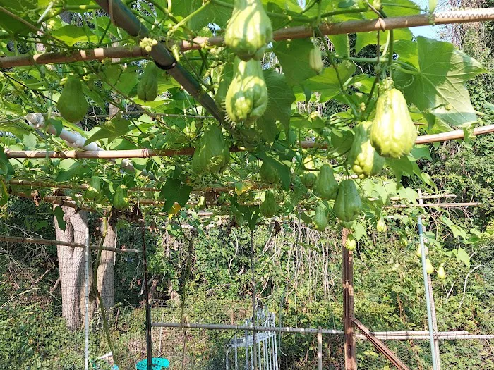 Denville Community Gardens Picture 8