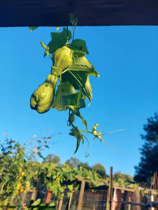 Denville Community Gardens Picture 3