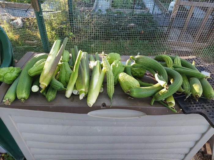 Denville Community Gardens Picture 4