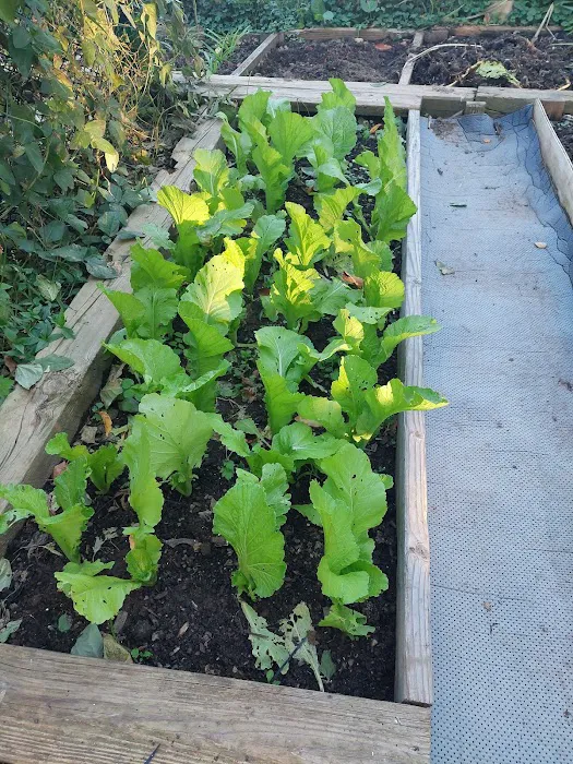 Denville Community Gardens Picture 2
