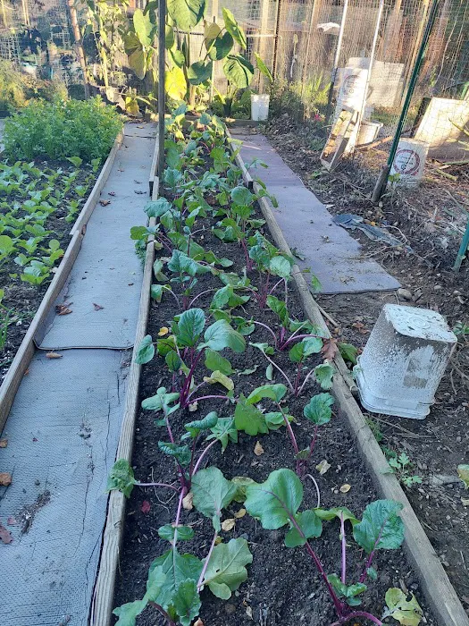 Denville Community Gardens Picture 1
