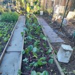 Denville Community Gardens
