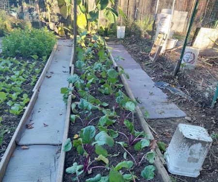 Denville Community Gardens