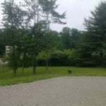Elm Street Dog Park