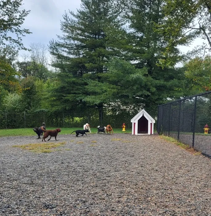 Elm Street Dog Park Picture 3