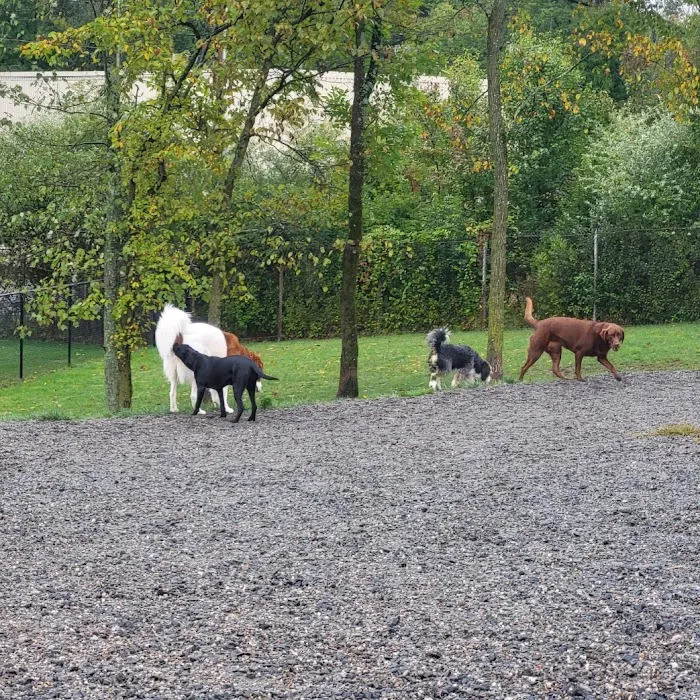 Elm Street Dog Park Picture 5